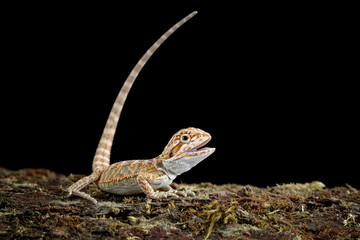 bearded dragon sitting on wood, cute lizard on black background, animals closeup