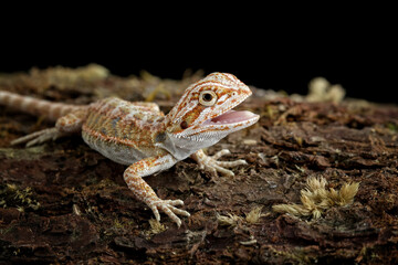 bearded dragon sitting on wood, cute lizard on black background, animals closeup
