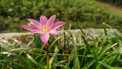 pink rain lily