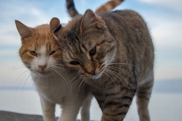 Portrait of tabby cat, cat posing for camera, street cat, stray cat