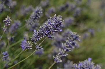 Mesmerising lavender field in a bright sunshine