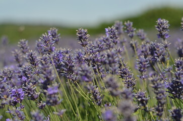 Mesmerising lavender field in a bright sunshine