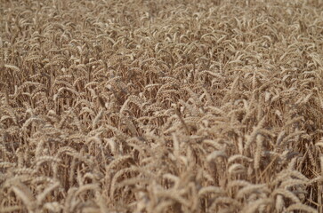 Field of wheat of golden colour