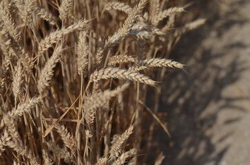 Fototapeta premium Field of wheat of golden colour
