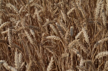 Fototapeta premium Field of wheat of golden colour