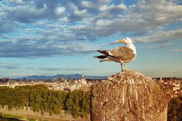 Panoramic view from Angel's Castle on Rome with seagull