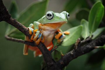 flying tree frog on branch, Javan tree frog Rhacophorus reinwardtii, animal closeup