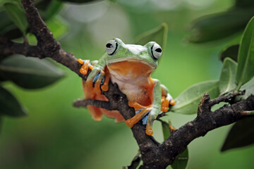 flying tree frog on branch, Javan tree frog Rhacophorus reinwardtii, animal closeup
