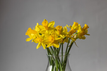 Bouquet of blooming yellow narcissus or daffodils flowers in glass vase on white background. Easter decoration at home.