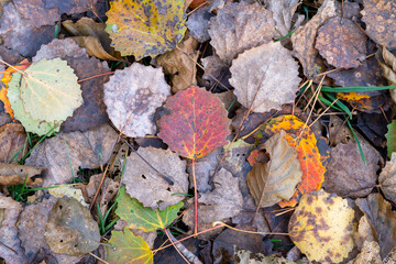 autumn leaves on the ground