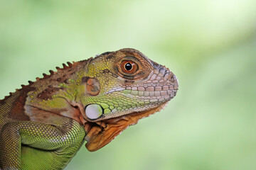 Red iguana on a branch, iguana on a tree, animals close up