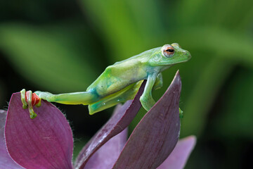 Jade tree frog sitting on leaves, Rhacophorus dulitensis (zhangixalus dulitensis), animals closup