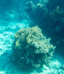Coral reef at the bottom of the Red Sea.