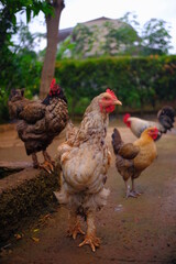 Abstract Defocused Blurred Background Close up photo of chickens scattered in the garden in front of a house in the Cikancung area - Indonesia. Not Focus