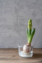 ヒヤシンスの球根