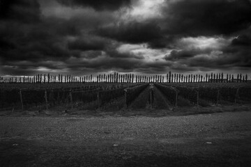 Black and white vineyard landscape tree line