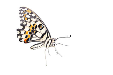 Colorful butterfly in png transparency