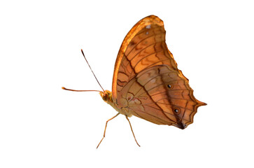 Colorful butterfly in png transparency