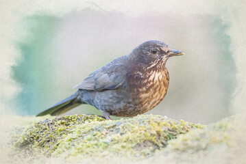 Digital watercolour painting of a female Blackbird, Turdus merula.