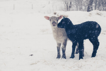 Cute lambs outdoors in winter