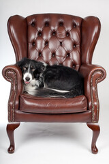 adorable bordercollie resting in an old antique leather armchair in studio