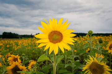 sunflower on a field drfamatic sky
