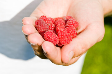 hand holding ripe fresh raspberries 