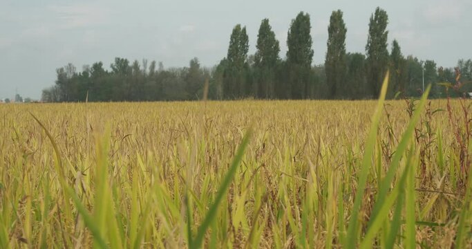 Rice field. Rice field in a paddy field in Vercelli.Paddy field in the Po Valley with rice cultivation. In the background trees. Vercelli, Italy