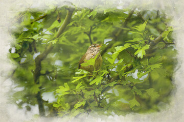 A digital watercolour painting of a single house sparrow, Passer domesticus on a perch.