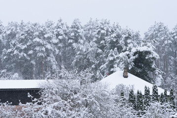 snowy fir trees bushes and a barn on a snowy winter day