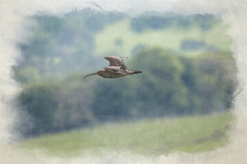 Eurasian Curlew, or common curlew digital water colour painting on the Staffordshire moors.