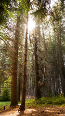 Obraz premium The sun filtering through the forest 