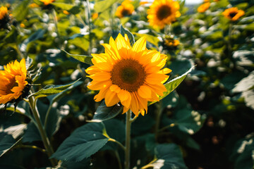 Sunflowers in the garden during the day