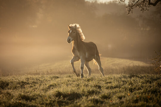 Haflinger foal