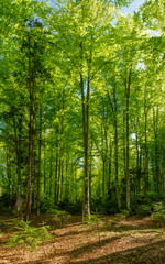 A beech forest with blooming leaves. Springtime. The trees and their leaves are bright green. Luxuriant vegetation in Carpathia, Romania.
