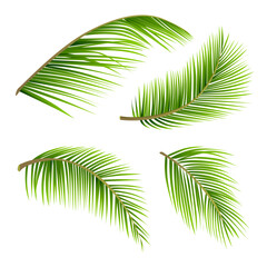 split coconut leaves on a white background