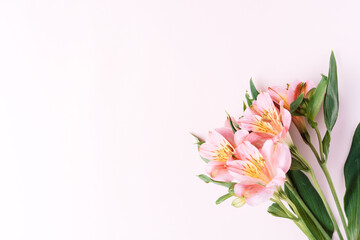 Naklejka na ściany i meble Alstroemeria blooming on a pink background.