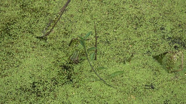 An example of mimicry &ndash; green frog in pond and duckweeds
