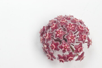 Hoya flowers blooming on white background.