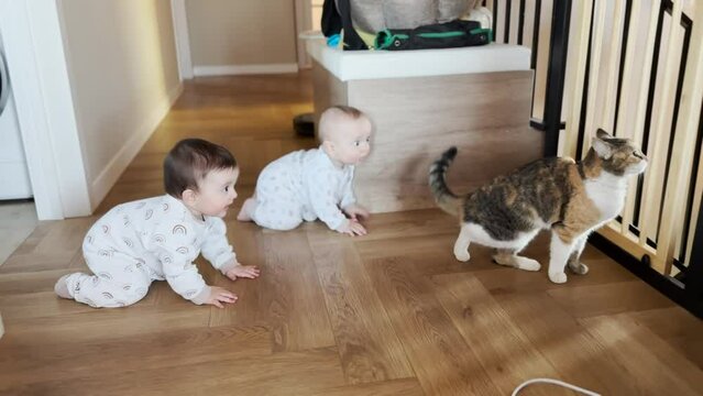 baby twins play with a cat on the floor. baby brother and sister crawl on the floor after the cat play funny. baby toddlers crawl play with lifestyle pet