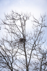 bird's nest among tree branches