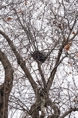 bird's nest among tree branches