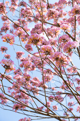 beautiful blooming Tabebuia Rosea or Tabebuia Chrysantha Nichols vertical composition