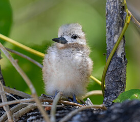 Close up of a juvenile White tern (Gygis alba) at Cousin island, Seychelles 