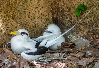 Close up of a White-tailed tropicbirds (Phaethon lepturus) with chick at Cousin island, Seychelles 