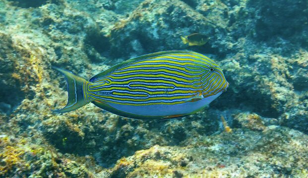 Close-up view of a lined surgeonfish (Acanthurus lineatus) near Island St Pierre - Seychelles