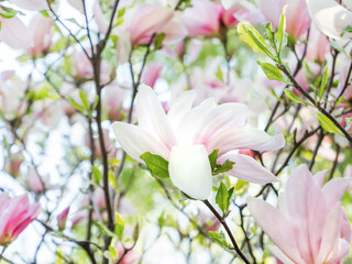 Sun shines through foliage and pink flowers of Magnolia Susan. Natural spring background with flowers in bloom.