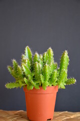 Small tender green cactus in its orange-brown pot placed on braided palms in front of a dark gray background.
