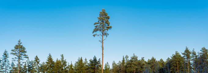 Panoramic view on the forest and single pine who stand out on the blue sky