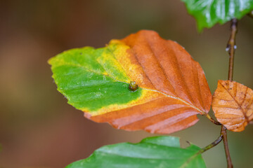 Closeup or macro of a leaf in autumn or fall